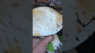 Huge Porcini (KING BOLETE) Mushroom. #foraging #ediblemushrooms #ceps #pennybun
