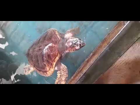 A wounded turtle in a pond