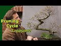 Winter and spring pruning deciduous bonsai