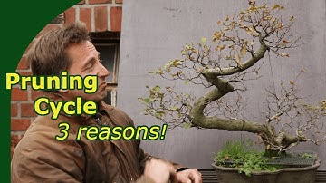 Winter and spring pruning deciduous bonsai