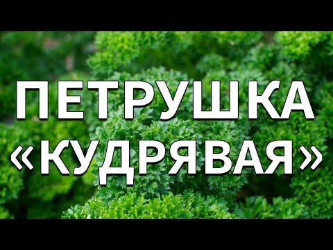 Обзор сорта петрушка "Кудрявая" (характеристики, свойства, фото)