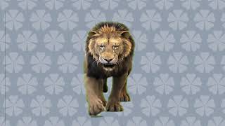 lion 3D اسد ثري دي صوت وصوره وحركه