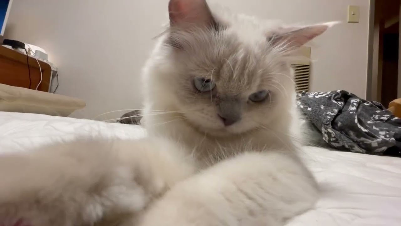 猫のカンパネルラ　うーん