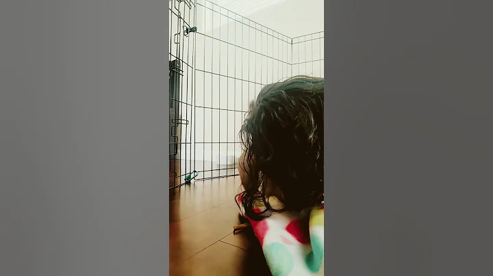 How to apologize to a rabbit