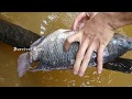 Primitive Cooking Roasted Big Fish (2Kg) On River in Forest | Primitive Cooking ASMR
