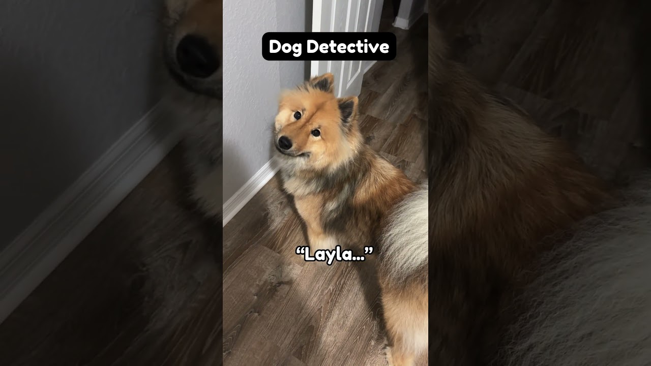 Dog Detective  