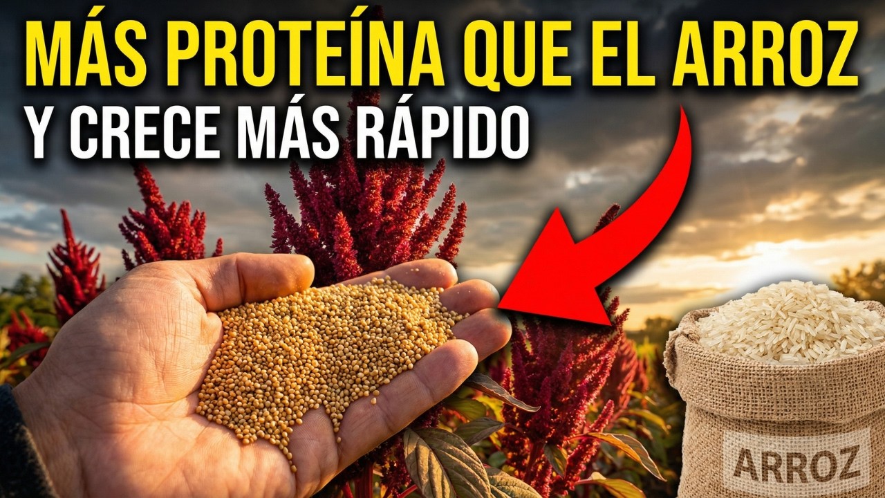 Mejor que el arroz (produce más en menos espacio)