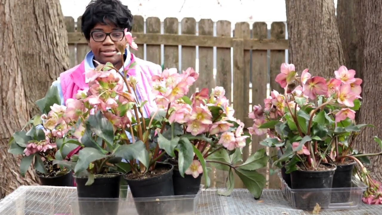 Hellebore Shopping + Hellebore Care + Hellebore Planting // Garden Queen