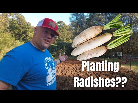 What Are Cover Crops?? #gardening #homesteading #covercrops #homesteadhomefed