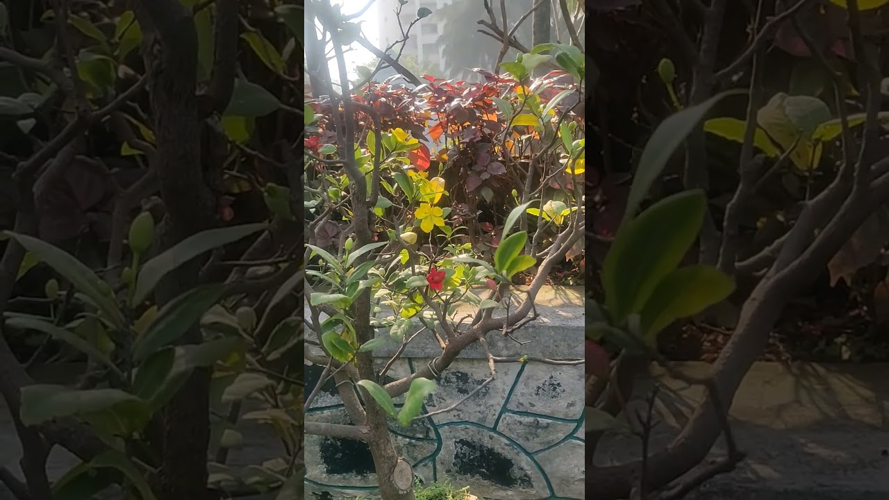 Meet Ochna serrulata- The Mickey Mouse Plant