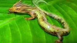 Real Dragon Caught On Camera 2016