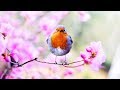 Peaceful Relaxing Instrumental Music, Meditation Inspirational Music "Spring Morning" by Tim Janis