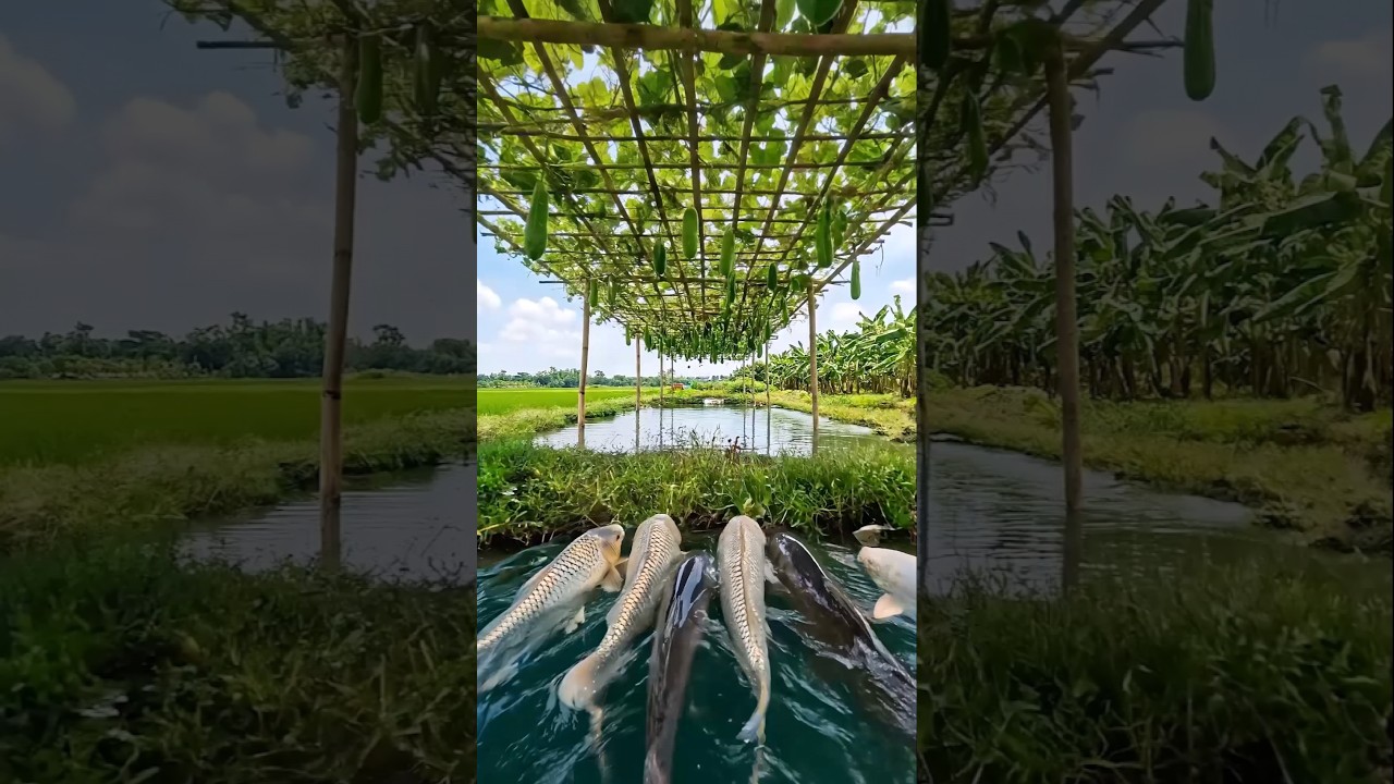 Wow! Amazing Polo Fishing Videos ! Best Big Fish Catching ! Primitive Technique fishing 