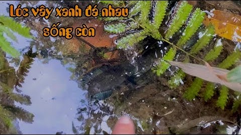 Lần đầu trong đời phát hiện cặp cá lóc vây xanh chiến với nhau tới cùng