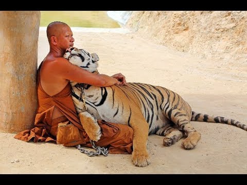 Vídeo: O Templo Do Tigre Da Tailândia é Forçado A Liberar Seus Gatos Em Cativeiro