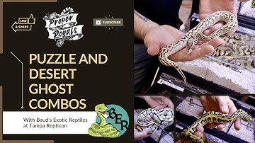PUZZLE and Desert Ghost Ball Python Combos! w/ Jeremy Baud
