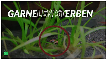 Was tun wenn Garnelen sterben?