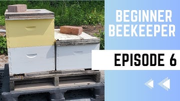 Nuc & Package Hives Inspection: Adding A Second Brood Box