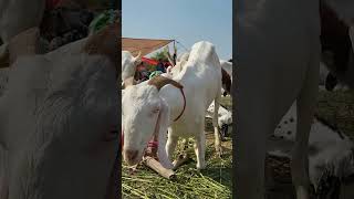 Bakra eid 2023 goats #bakramandi #bakraeid2023 #shorts