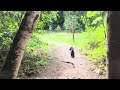 Peaceful walking on the trail | Nature walks 