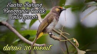 Download Lagu Burung Rengganis / Cucak Wilis gacor MP3