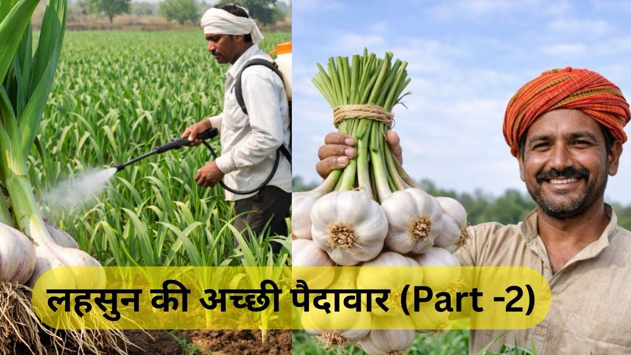 लहसुन की जबरदस्त ग्रोथ (Part-2) के लिए बेस्ट स्प्रे | कीटनाशक + फंगीसाइड + फर्टिलाइज़र
