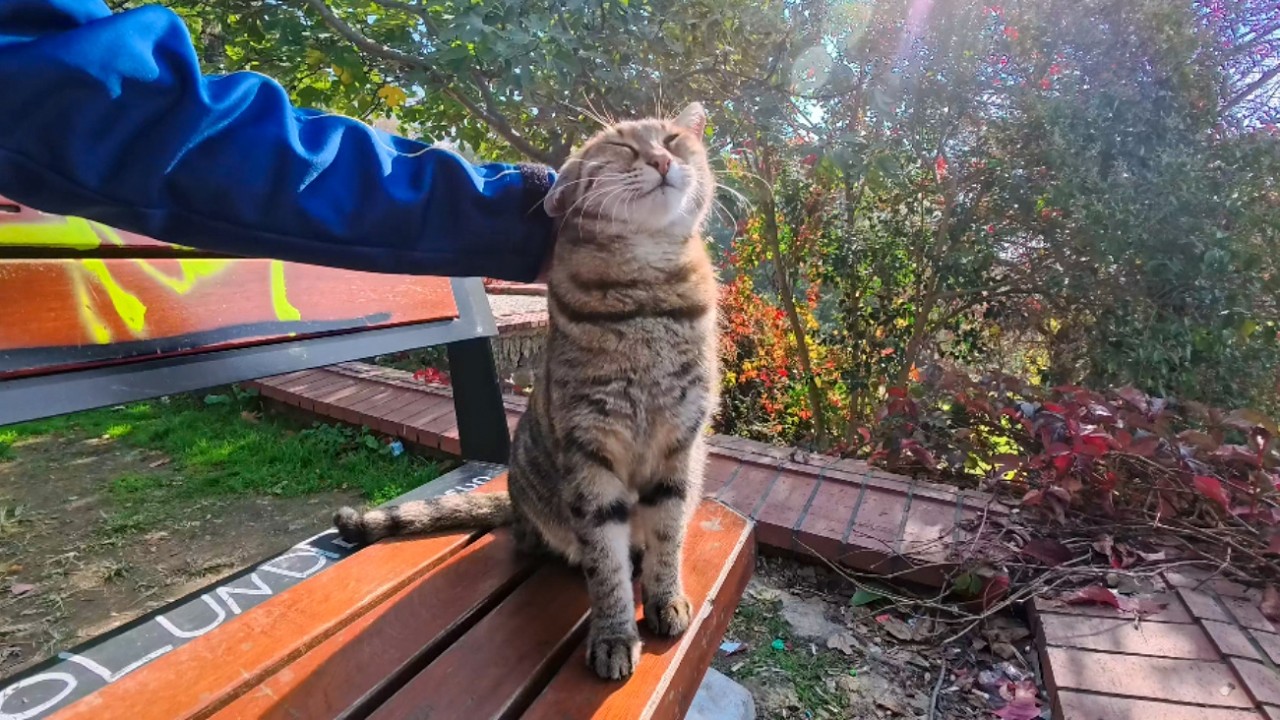 I Sat Beside a Cat on a Park Bench… Then the Sweetest Petting