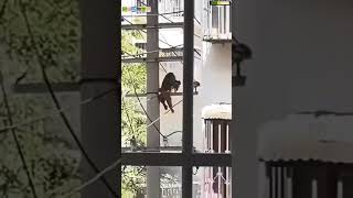 Monkeys Got Electrocuted