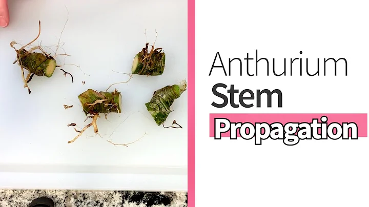 How to Stem Propagate an Anthurium