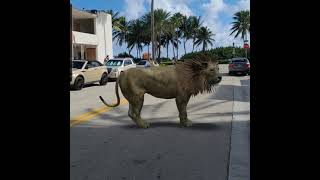 Google Lion 3D South Beach Miami