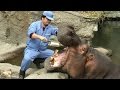 カバの歯磨き～そしてお食事の時間（陸上＆水中）天王寺動物園 Brushing the Hippo's Teeth and meal time at Tennoji Zoo