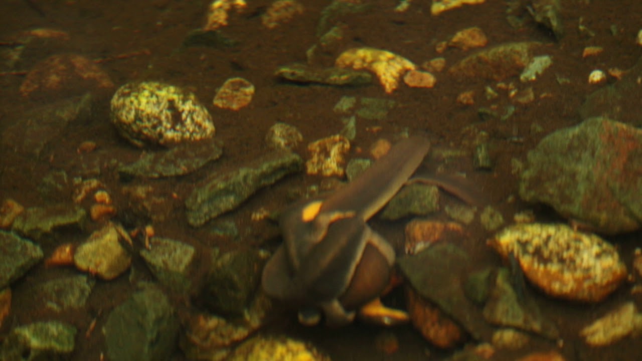 Rough-skinned Newt Mating Ball