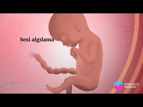 Ana bətnində həftə həftə körpə inkişafı 🤰💫