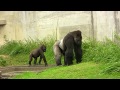 東山ゴリラ　シャバーニとアニー⑤　Father and daughter gorilla