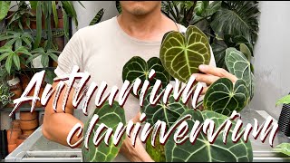 : Anthurium Clarinervium Care Tips and Propagation - WITH UPDATES!