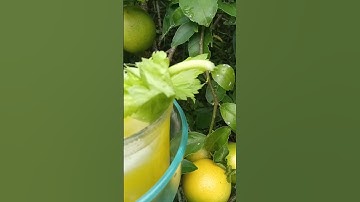 actual color 🍋 ☀🍋 meyer lemon tree lemonade