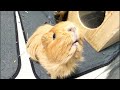 🔴19:30〜こうちゃがーでん定期ライブ！先週どうだった？