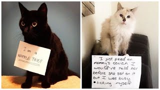 The Best of Cat Shaming