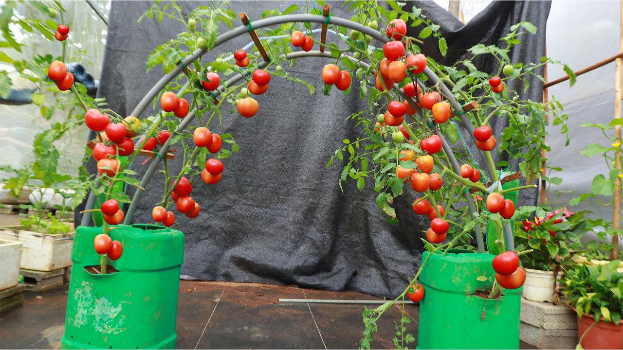 Growing tomatoes in a circle - The family eats comfortably - YouTube