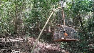 #mikatmuraibatu mikat murai batu king hutan kena jebakan tetap gacor