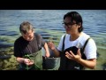 Luke Nguyen with  iain mckellar from just seaweed on the isle of Bute on the west coast of Scotland.