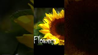 The Four Parts of a Plant - Roots, Stem, Leaf, and Flower