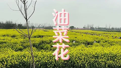 成都的油菜花开了，美丽又壮观 - 天天要闻