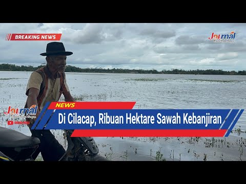 JOURNAL : Di Cilacap, Ribuan Hektar Sawah Kebanjiran JOURNAL : Di Cilacap, Ribuan Hektar Sawah Kebanjiran