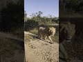 SIX male lions walk past vehicle | andBeyond Tengile | WILDwatch