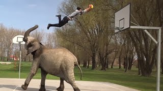 Elephant Helps Man Dunk - Best Of The Week