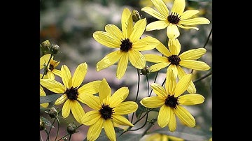 How to Start/Grow Tall Coreopsis from Seed (Coreopsis Tripteris)