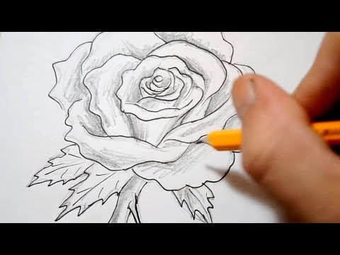 50 Easy Ways To Draw A Rose Learn How To Draw A Rose