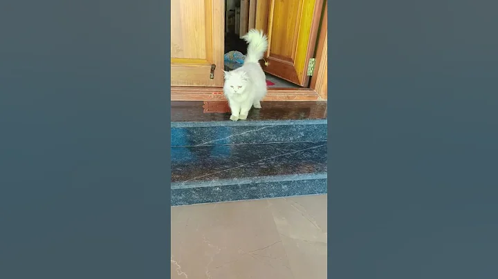 Video 7202571: cats catlover cutecat funny, cutecats catfood, cats catlover cute funny