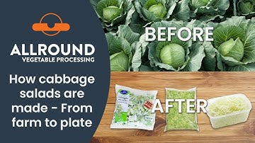 How cabbage salads are made - From farm to pack I Allround Vegetable Processing